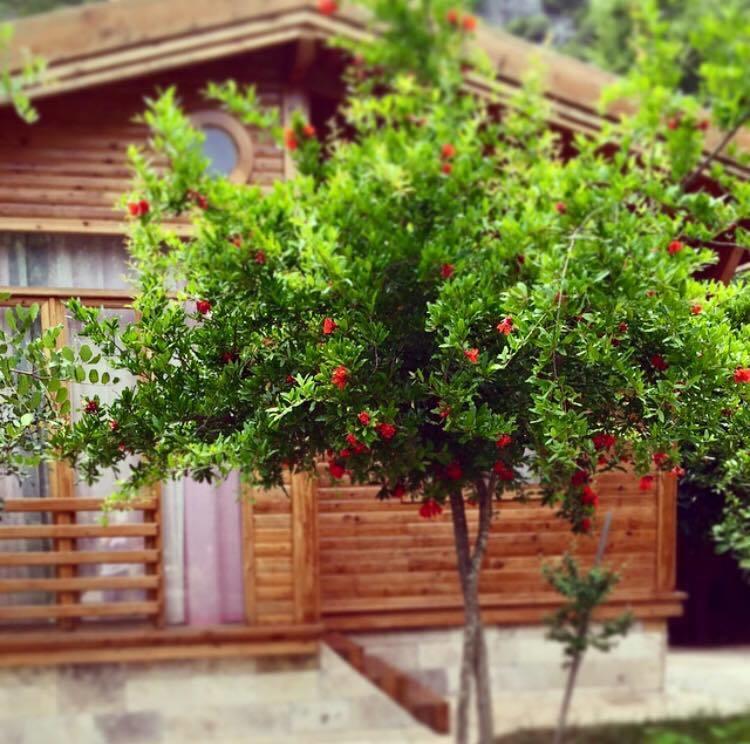 Sedir Palas Hotel Çıralı Exteriér fotografie